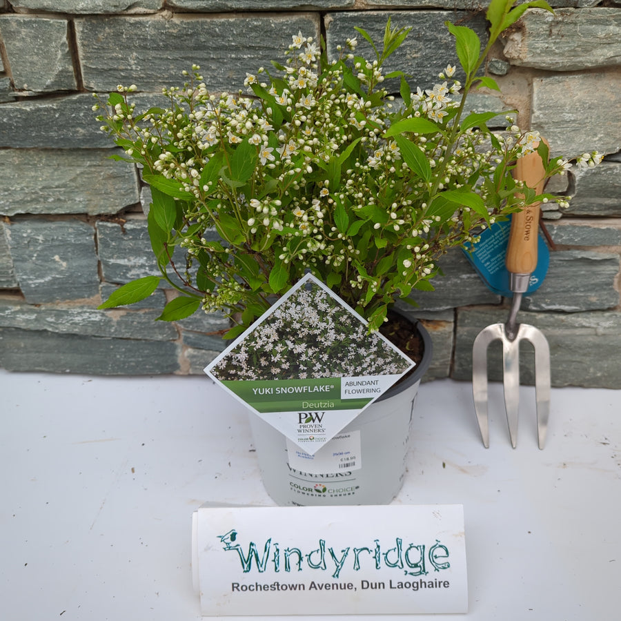 Deutzia Yuki Snowflake - Shrubs - Windyridge Garden Centre