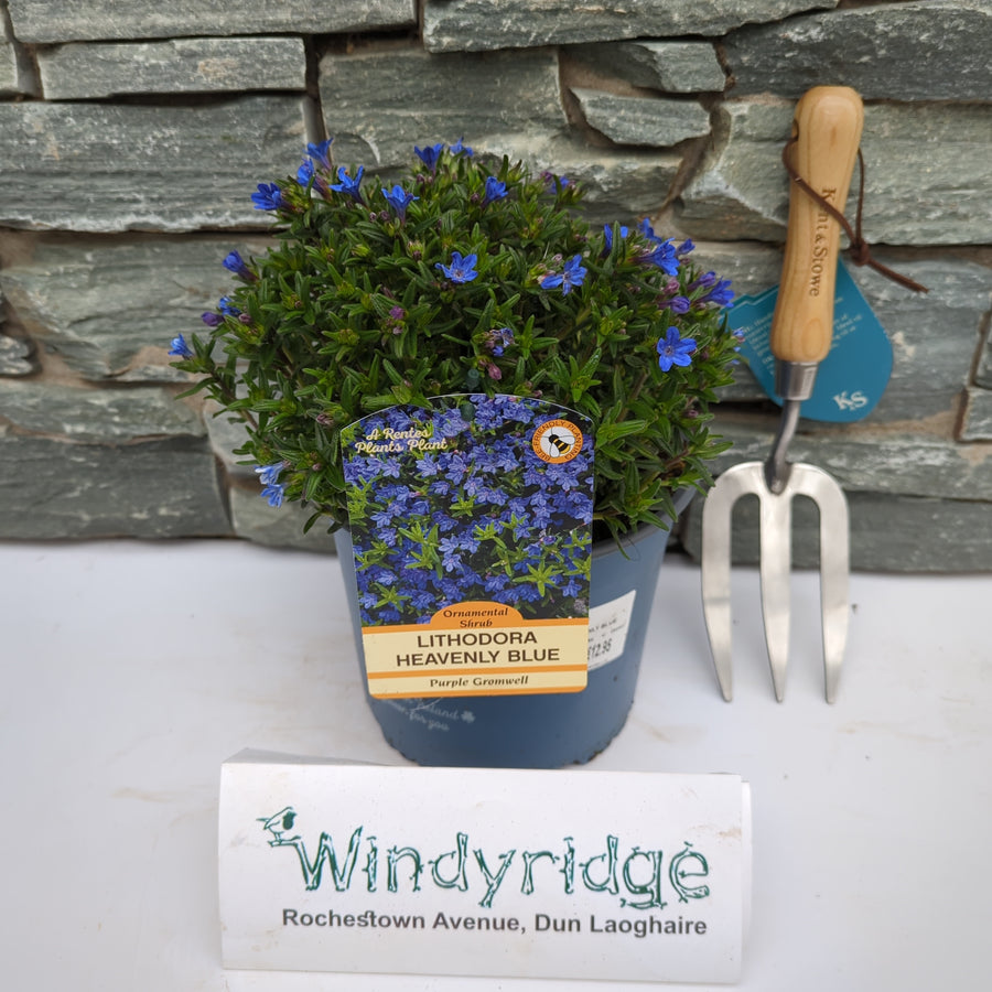 Lithodora D. Heavenly Blue - Herbaceous - Windyridge Garden Centre