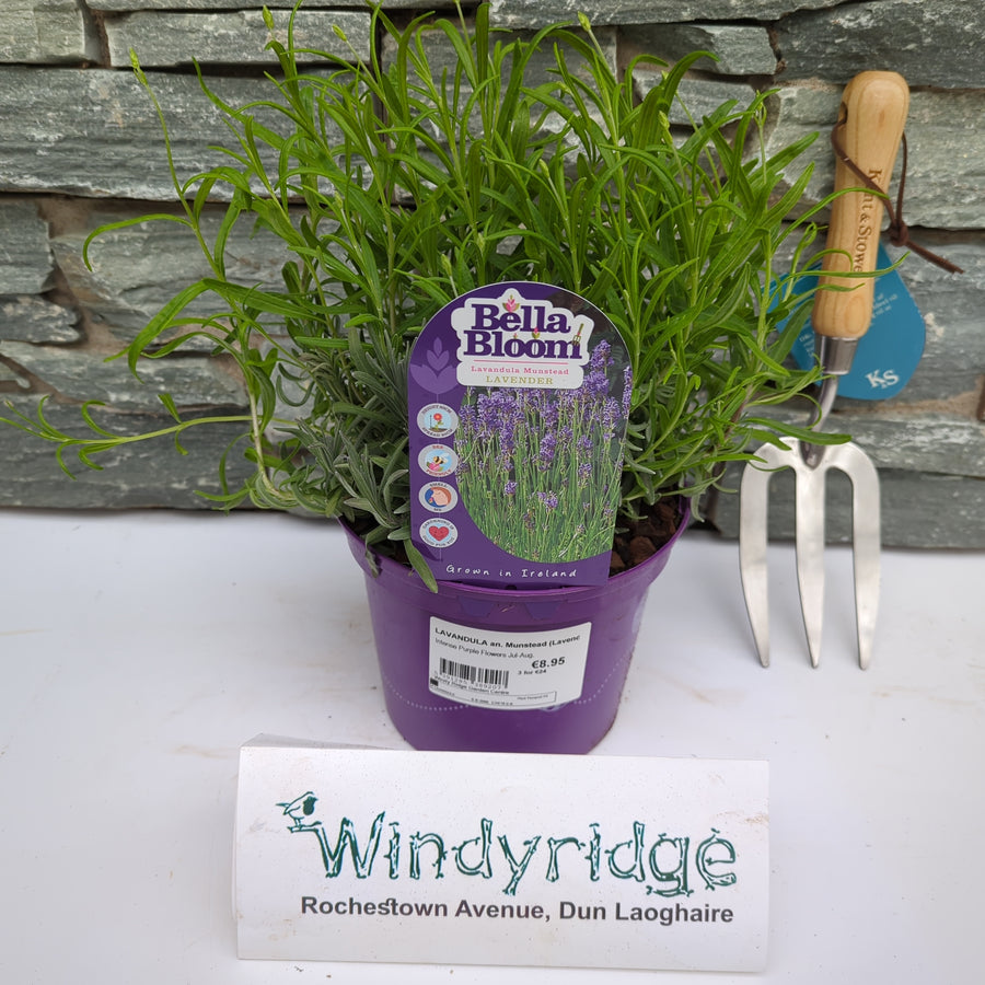 LAVANDULA an. Munstead (Lavender) - Grow Your Own - Windyridge Garden Centre