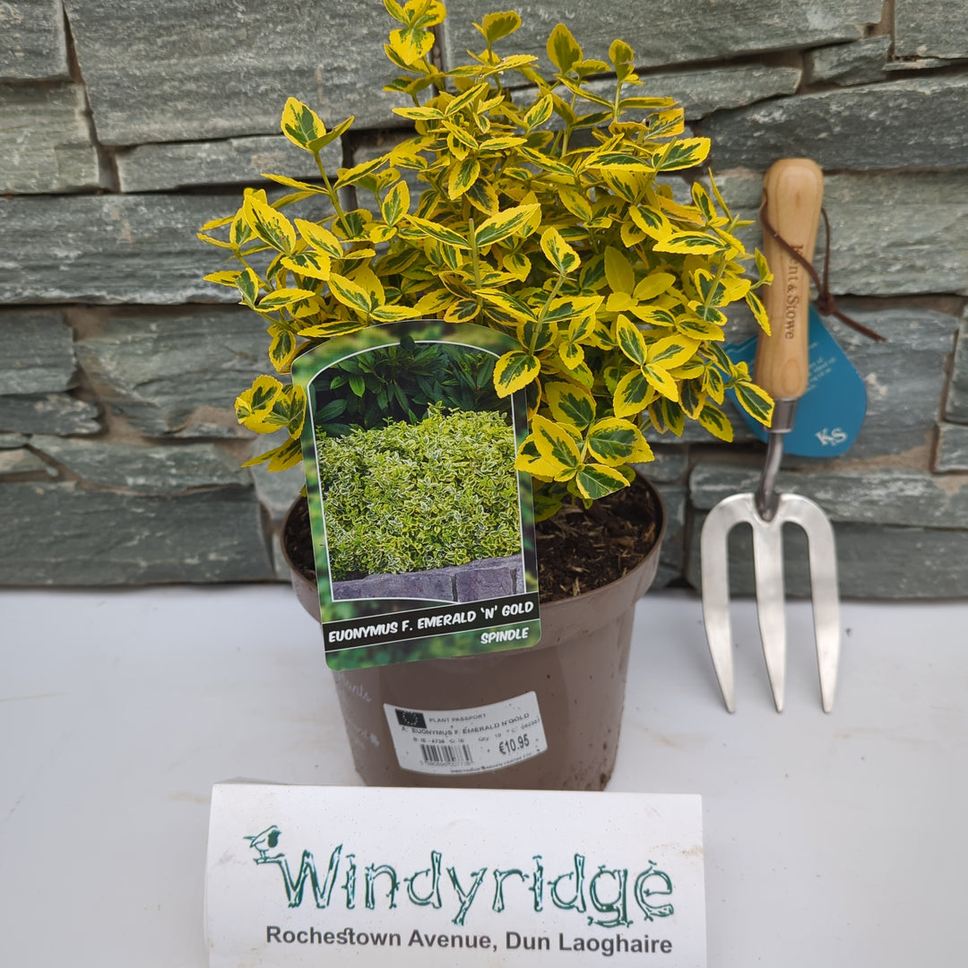 EUONYMUS F. EMERALD N GOLD