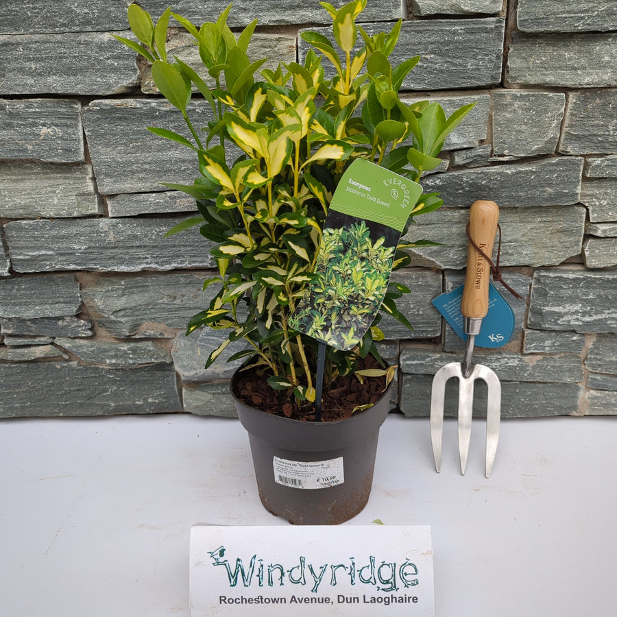 Euonymus Jap. Gold Queen  2 Ltr Pot - Shrubs - Windyridge Garden Centre