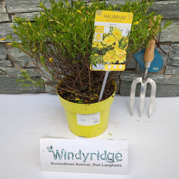 Halimium Lib. April Sun - Shrubs - Windyridge Garden Centre