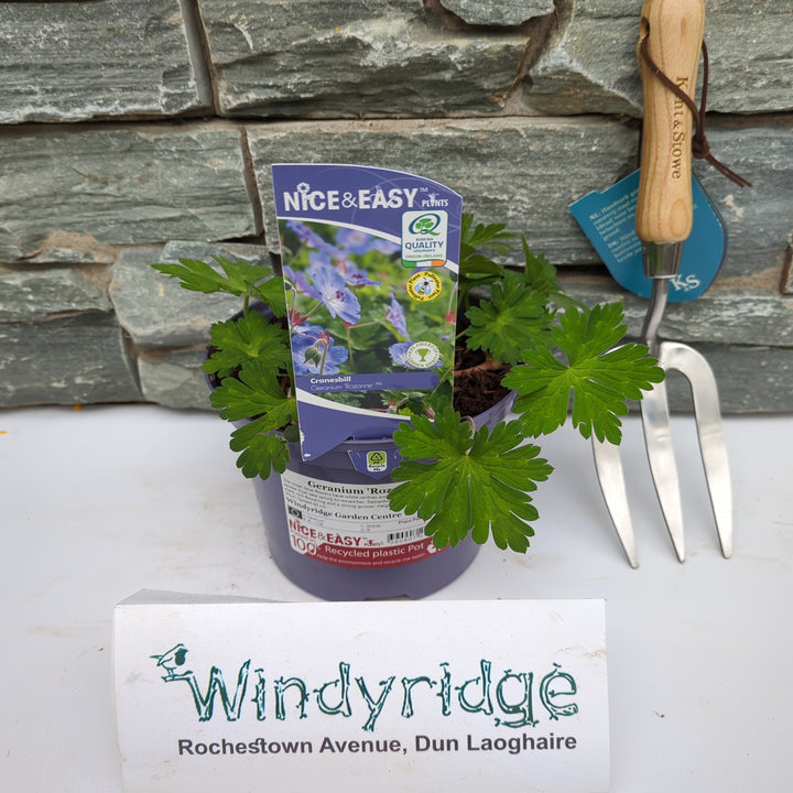 Geranium Rozanne
