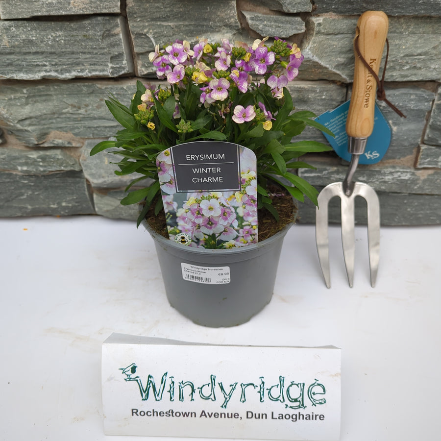 Erysimum Winter Charme - Herbaceous - Windyridge Garden Centre