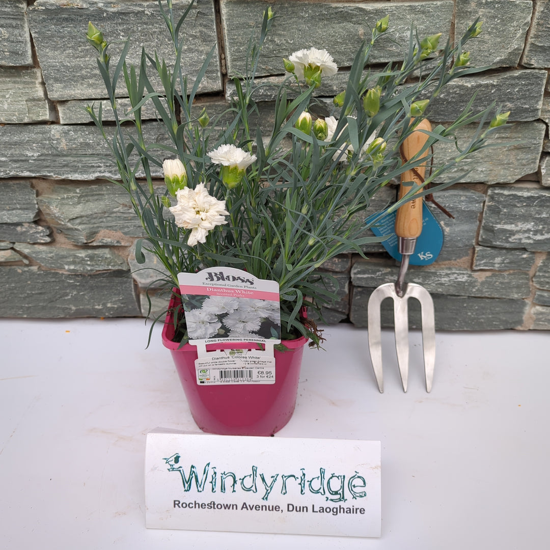 Dianthus Colores White