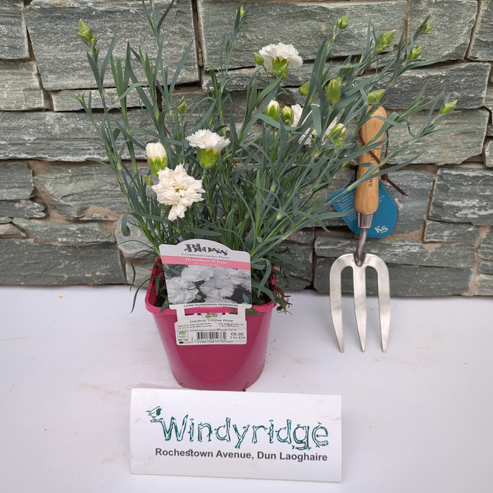 Dianthus Colores White