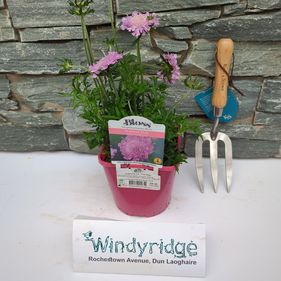 Scabiosa 'Pink Mist' - Herbaceous - Windyridge Garden Centre