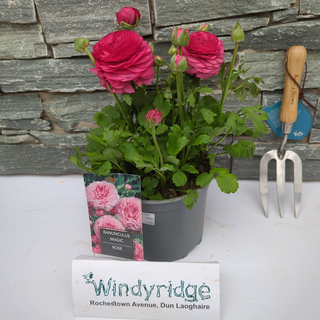 Ranunculus Rose 3 Ltr