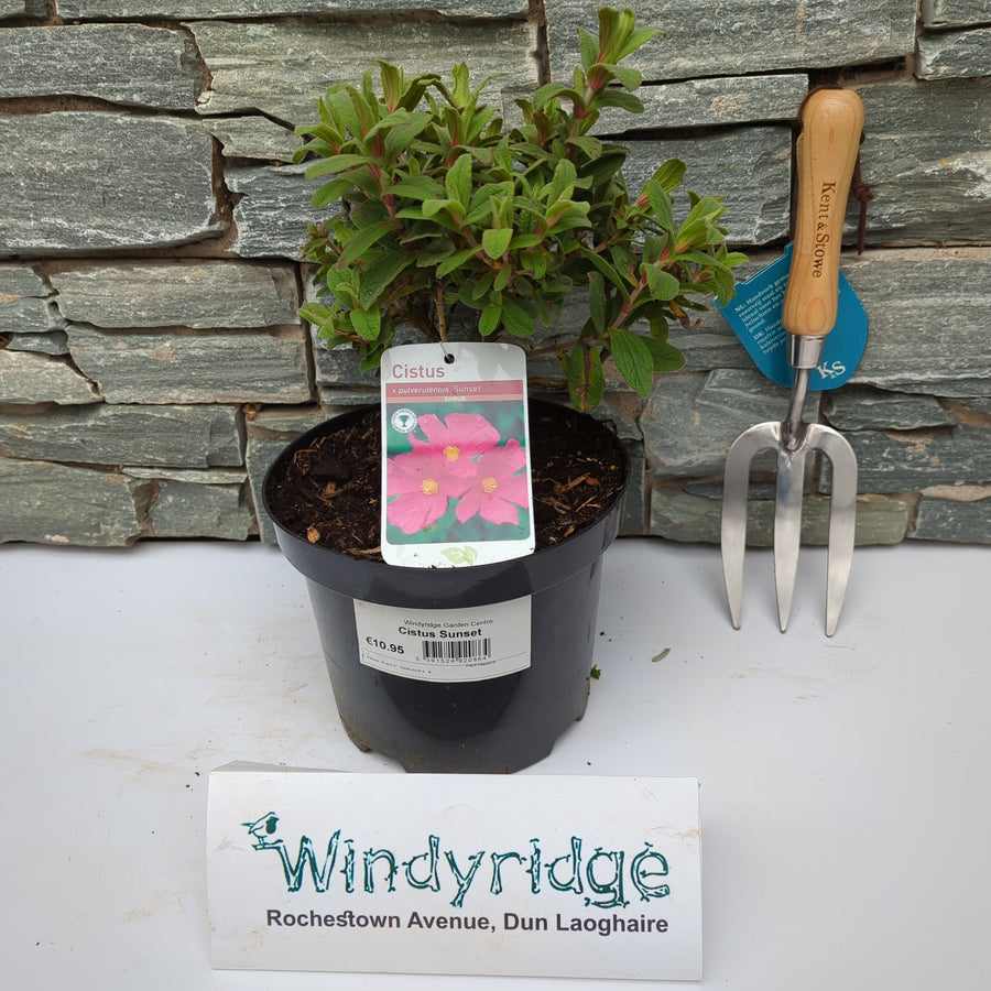 Cistus `Sunset - Shrubs - Windyridge Garden Centre