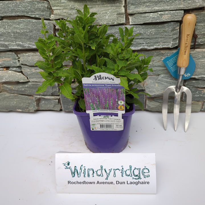 Garden Sage Salvia East Friesland (2Ltr Pot)