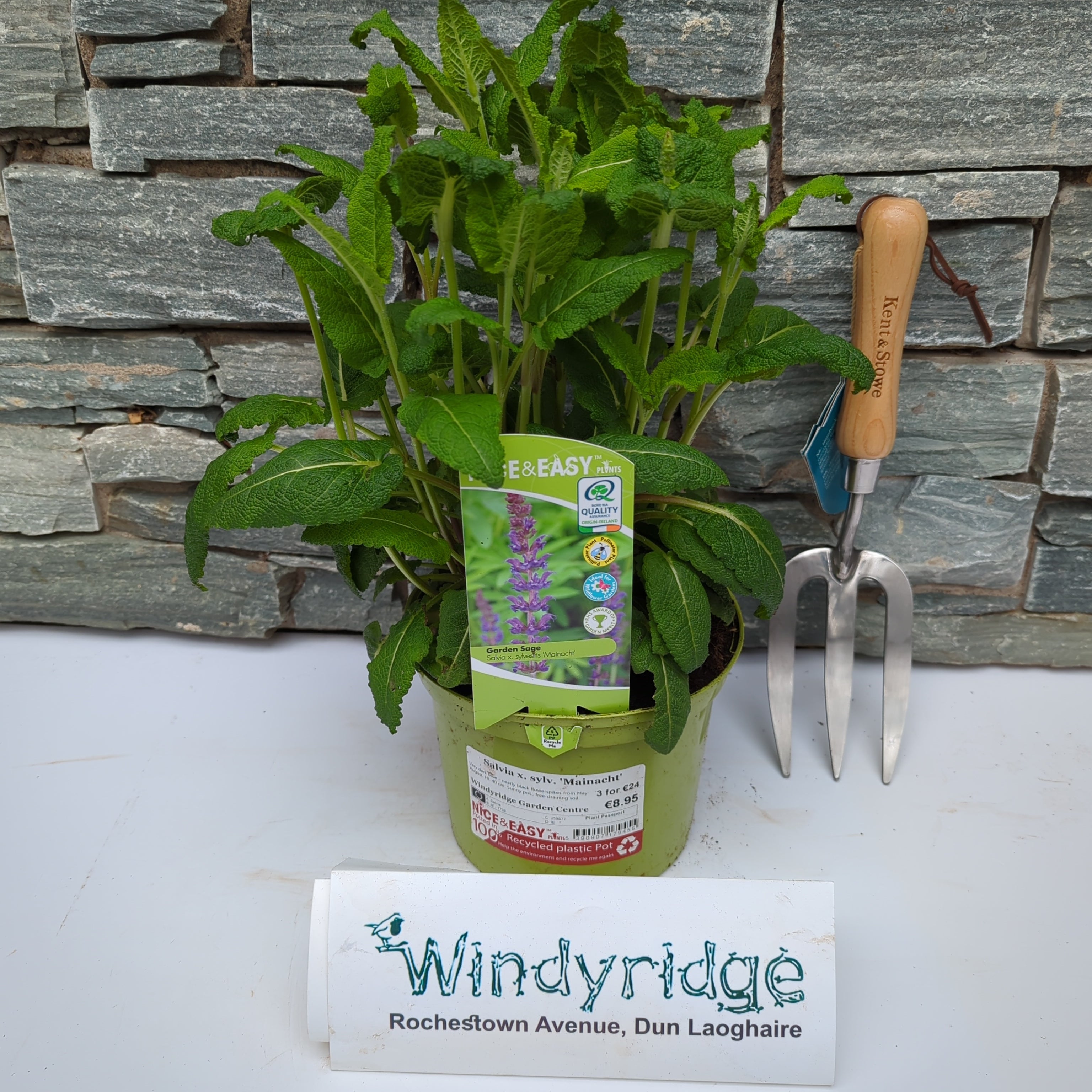 Buy May Night Sage (Salvia Sylvestris Mainacht) Online | Windyridge ...