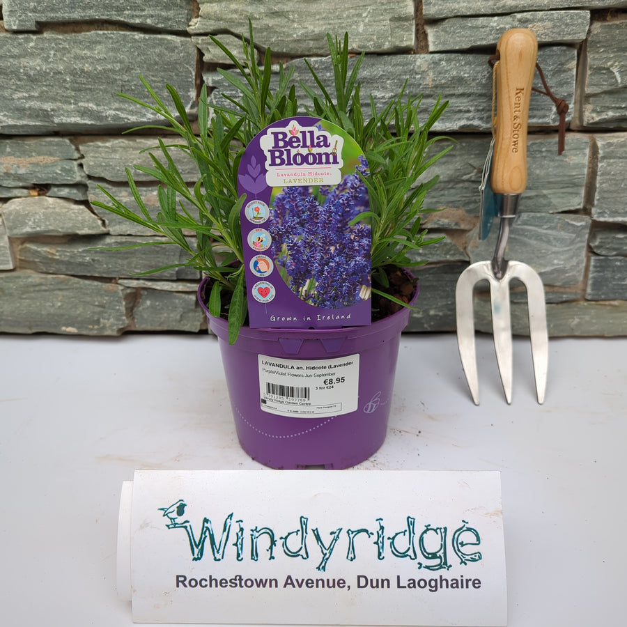 LAVANDULA an. Hidcote (Lavender) - Grow Your Own - Windyridge Garden Centre