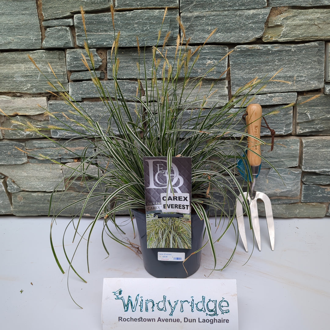 Carex Oshimensis Eversheen - Herbaceous - Windyridge Garden Centre