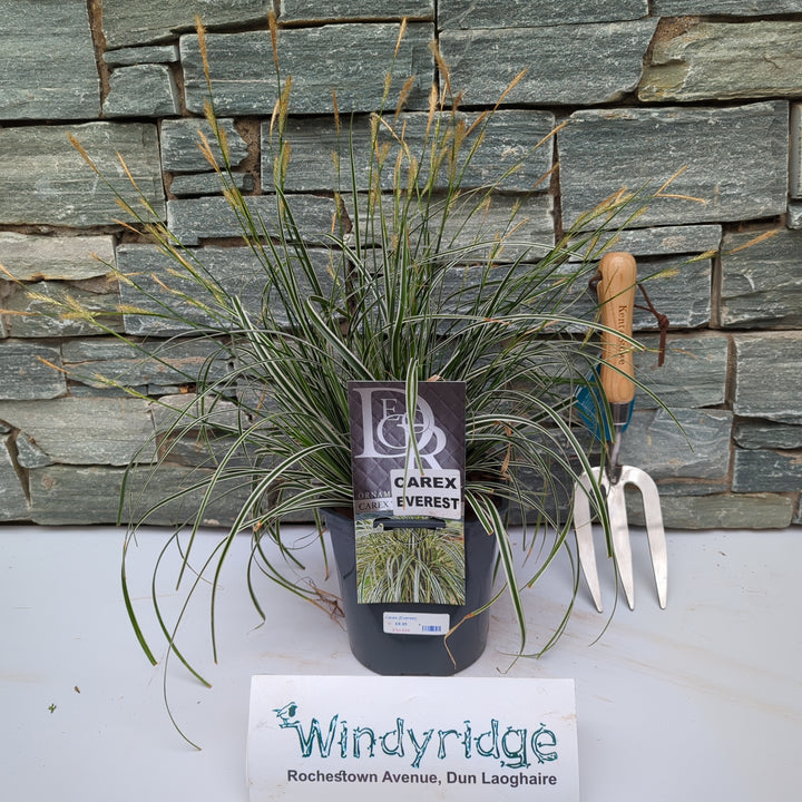 Carex Oshimensis Eversheen - Herbaceous - Windyridge Garden Centre