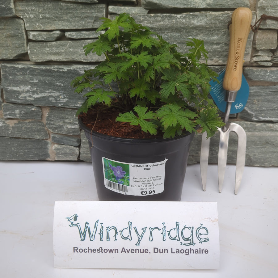 Geranium 'Johnson'S Blue' - Herbaceous - Windyridge Garden Centre
