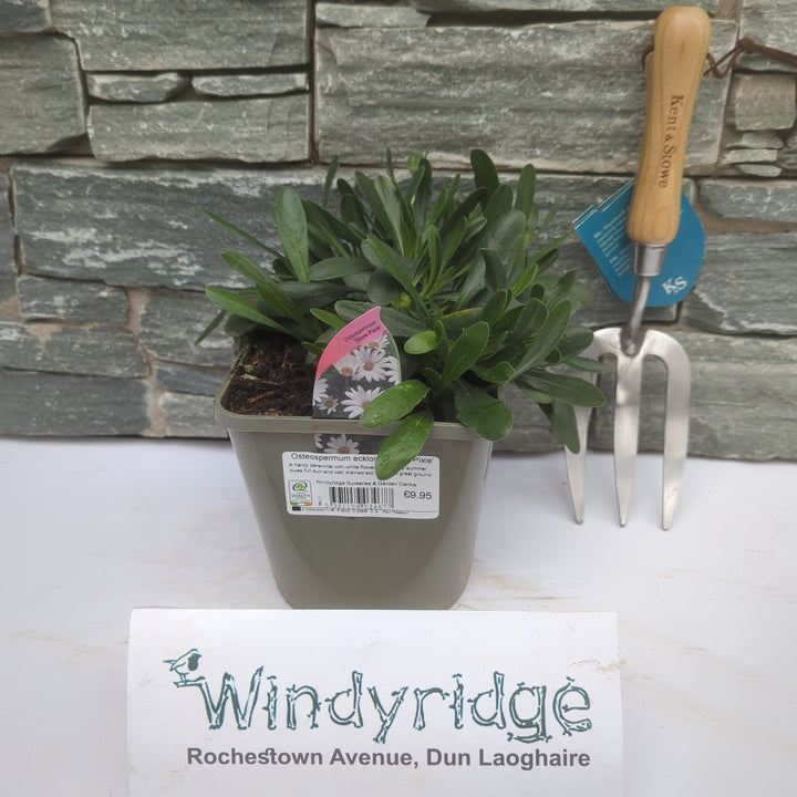 Osteospermum ecklonis Snow Pixie