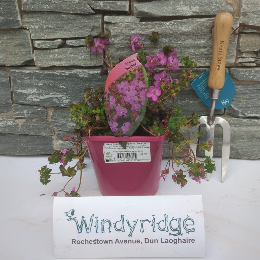 Geranium Cantabrigiense 'Westray' - Herbaceous - Windyridge Garden Centre