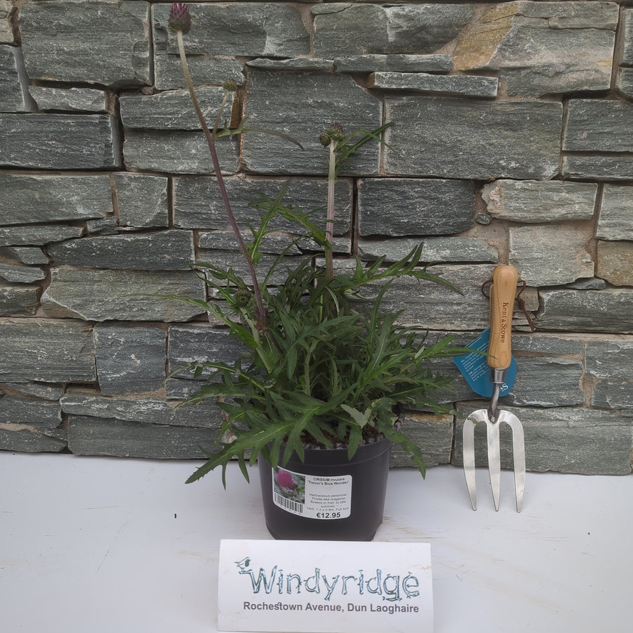 Cirsium Riv. Trevors Blue Wonder - Herbaceous - Windyridge Garden Centre