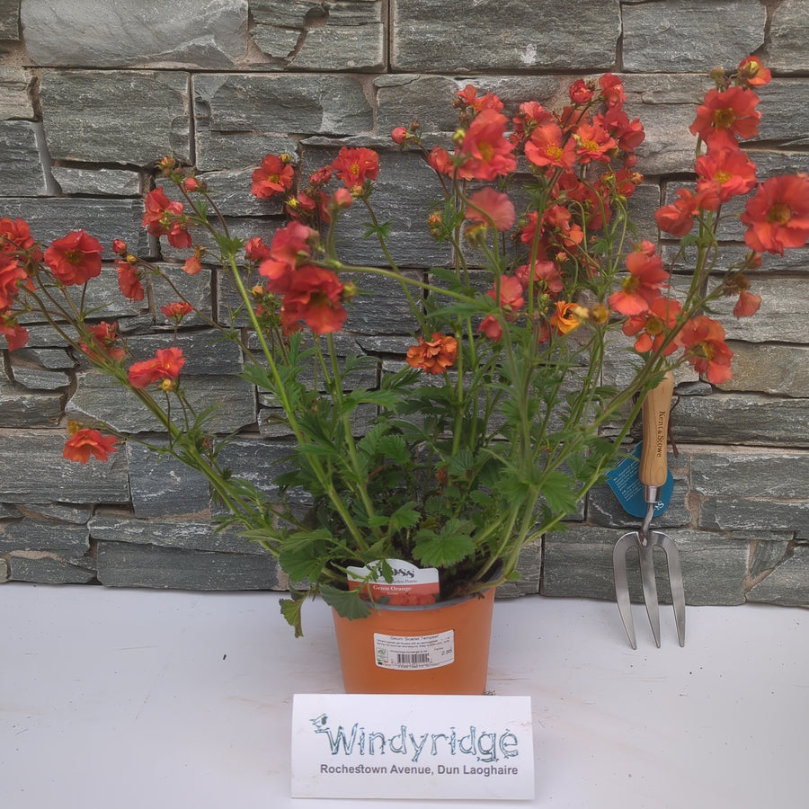 Geum 'Scarlet Tempest' - Herbaceous - Windyridge Garden Centre