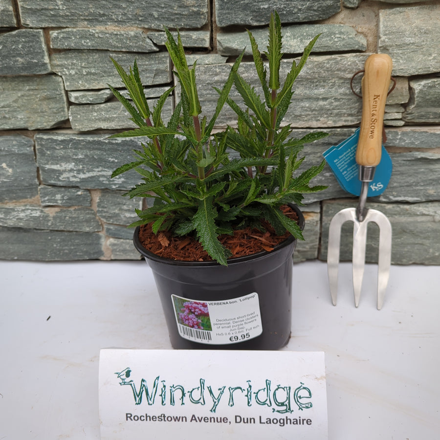 Verbena Bon. Lollipop - Herbaceous - Windyridge Garden Centre