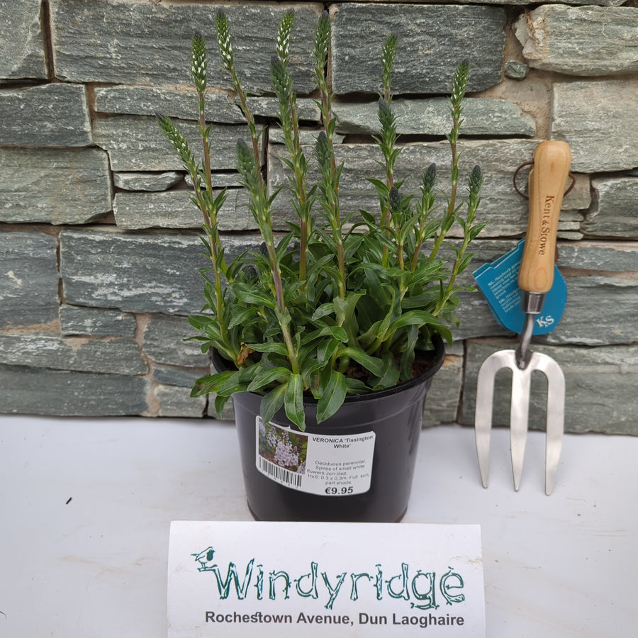 Veronica 'Tissington White' - Herbaceous - Windyridge Garden Centre