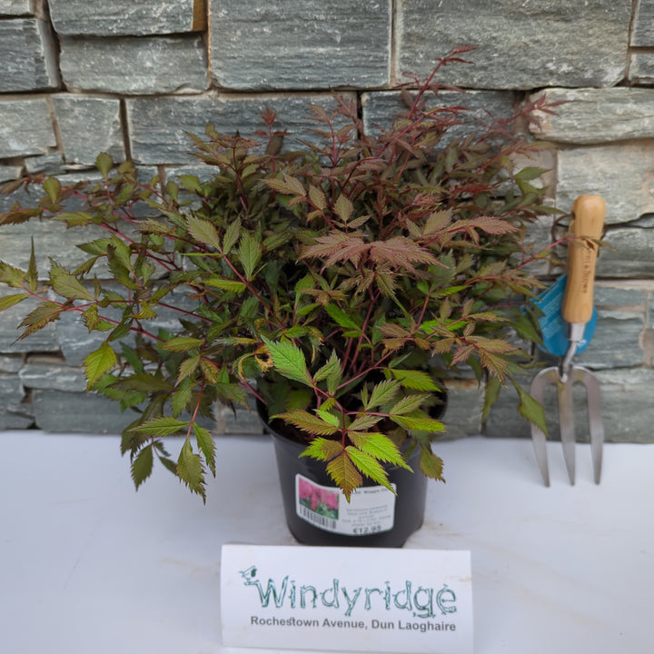 ASTILBE Maggie Daley 3L