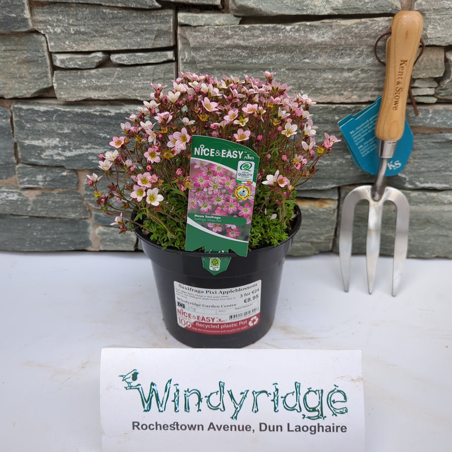 Saxifraga Pixi Appleblossom - Herbaceous - Windyridge Garden Centre