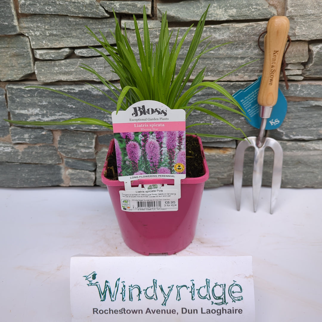 Liatris spicata Pink