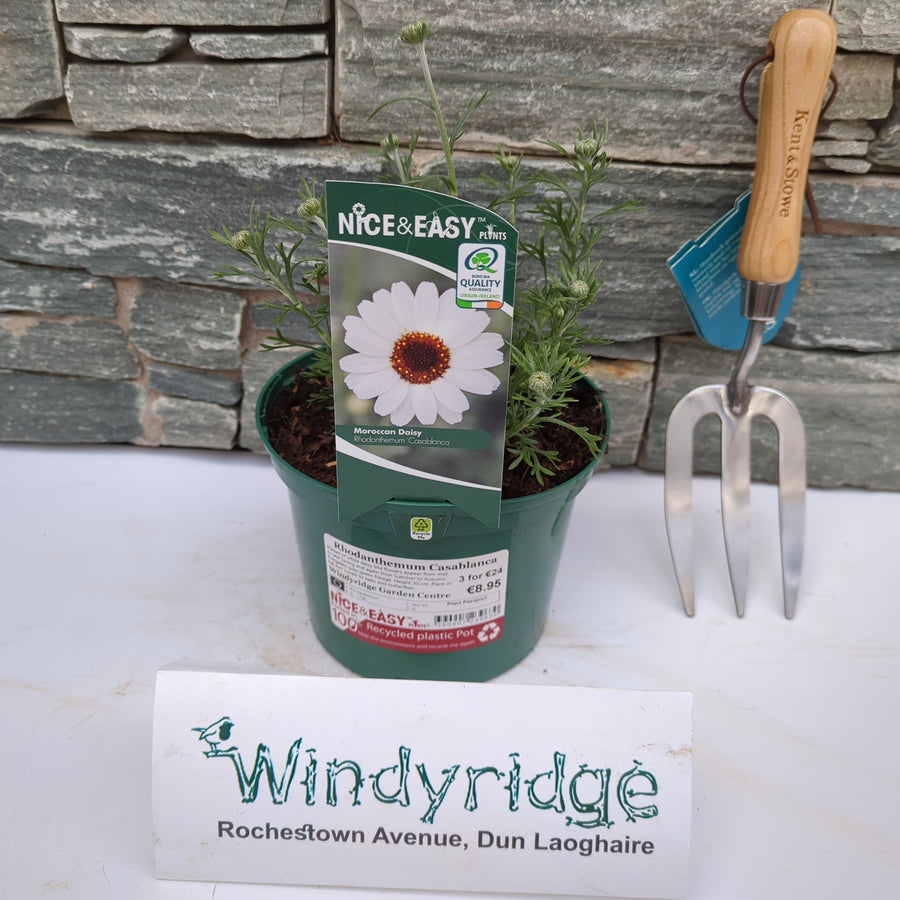 Rhodanthemum Casablanca - Herbaceous - Windyridge Garden Centre