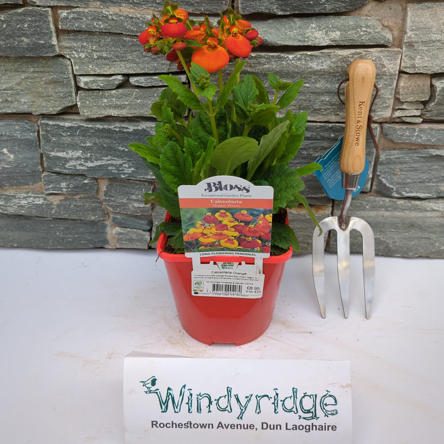 Calceolaria Calynopsisã‚Â® Orange - Herbaceous - Windyridge Garden Centre