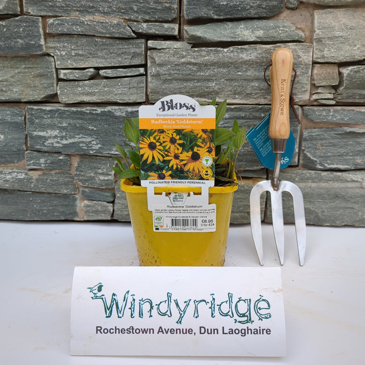 Rudbeckia Goldstrum 2L