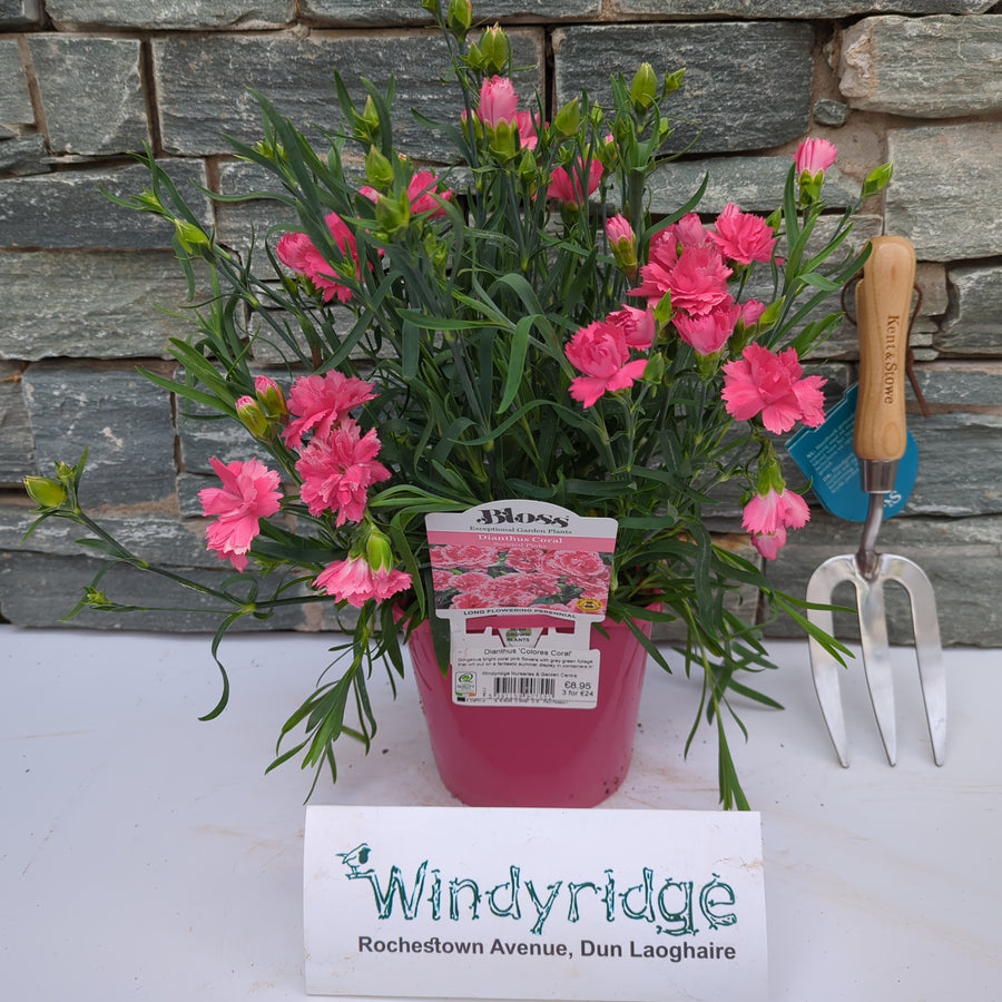 Dianthus 'Colores Coral' - Herbaceous - Windyridge Garden Centre