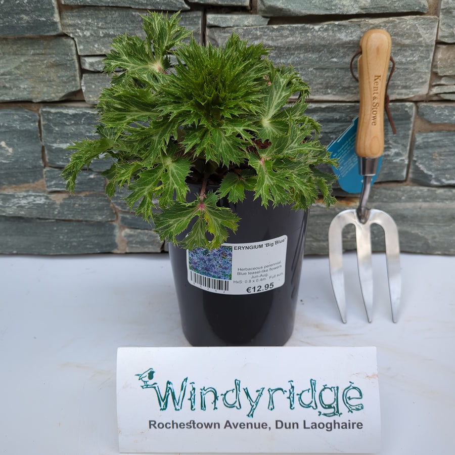 Eryngium 'Big Blue' - Herbaceous - Windyridge Garden Centre
