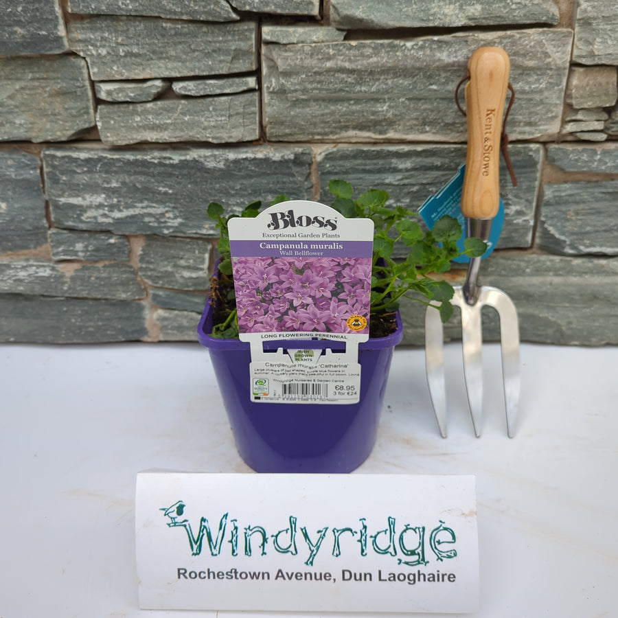 Campanula muralis 'Catharina' - Herbaceous - Windyridge Garden Centre