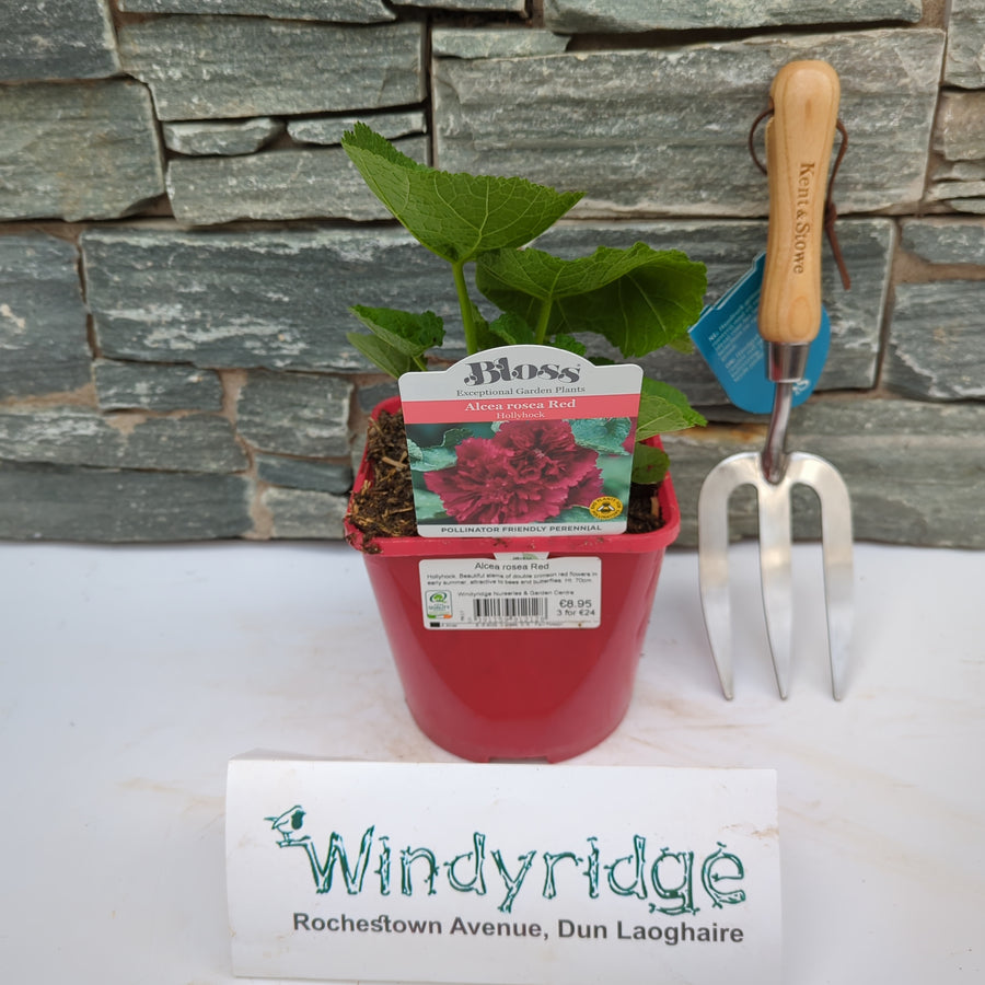 Alcea Rosea Red 2L - Herbaceous - Windyridge Garden Centre