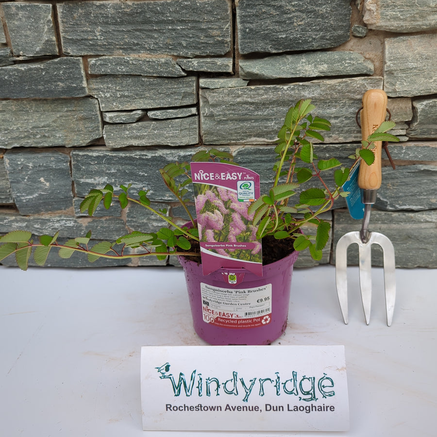 Sanguisorba 'Pink Brushes' - Herbaceous - Windyridge Garden Centre