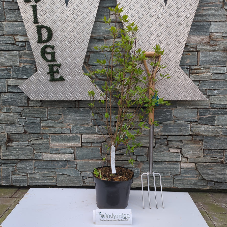 Cornus Kousa Chinensis - Shrubs - Windyridge Garden Centre