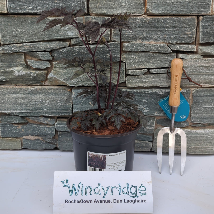 Actaea Simp. 'Brunette' - Herbaceous - Windyridge Garden Centre