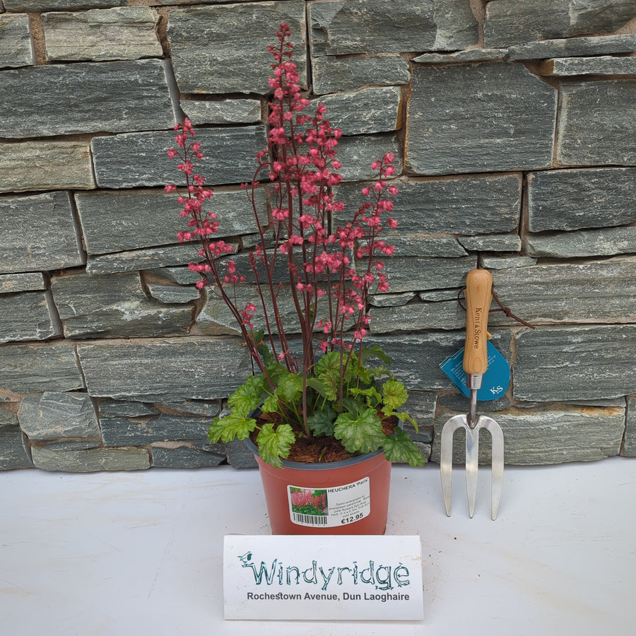 Heuchera Paris 3Ltr - Herbaceous - Windyridge Garden Centre