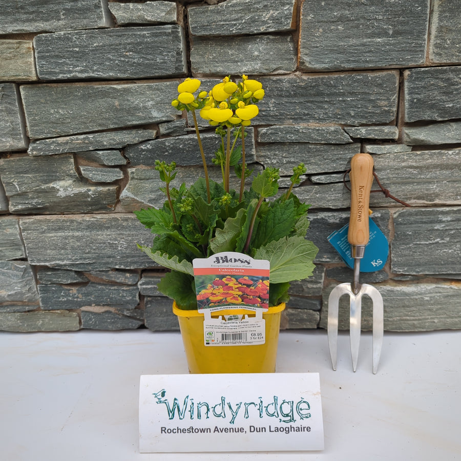 Calceolaria Calynopsisâ® Yellow - Herbaceous - Windyridge Garden Centre