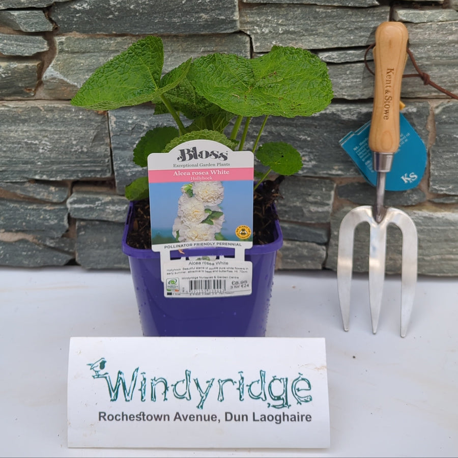 Alcea Rosea White - Herbaceous - Windyridge Garden Centre
