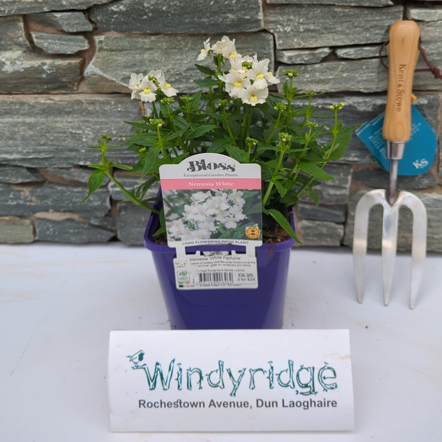Nemesia White Perfume 2L - Herbaceous - Windyridge Garden Centre