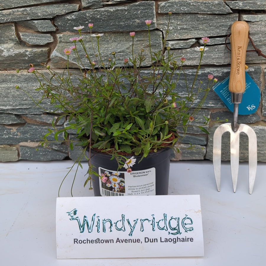 Erigeron Karv. Blutenmeer 2Lt - Herbaceous - Windyridge Garden Centre