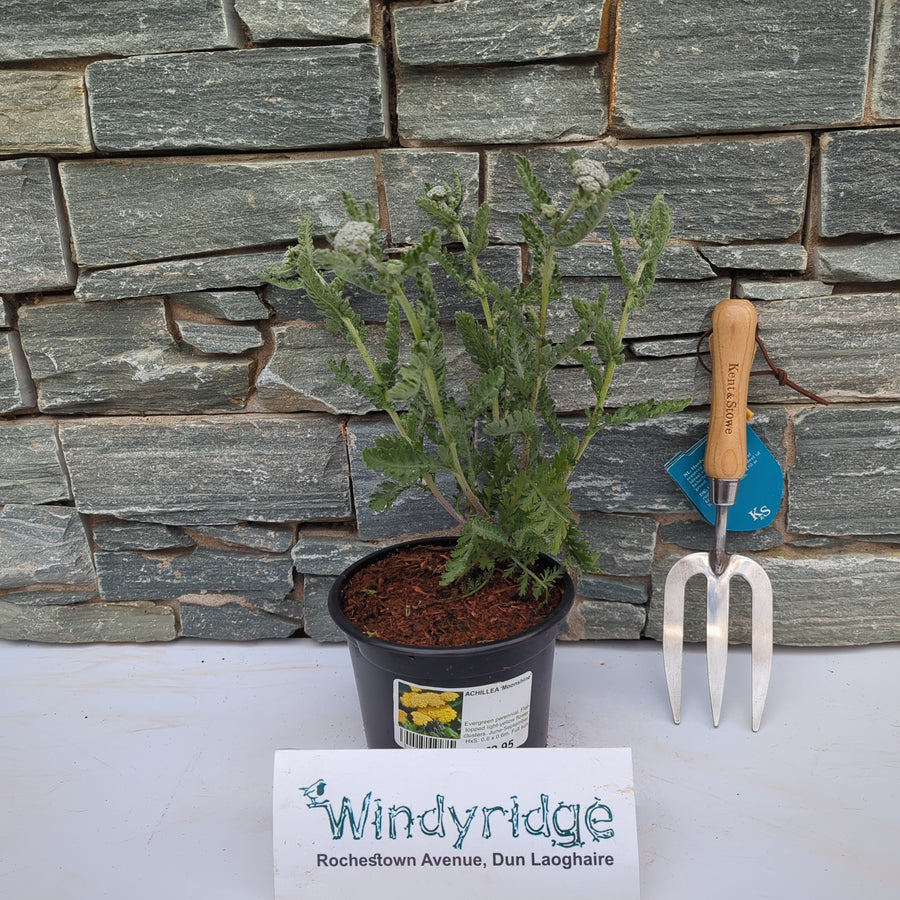 Achillea Moonshine - Herbaceous - Windyridge Garden Centre