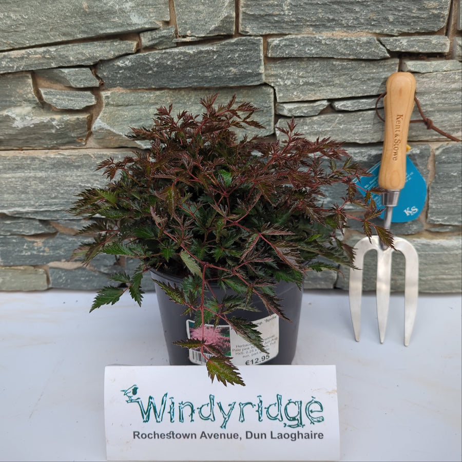 Astilbe Simp. Sprite 3Ltr Pot - Herbaceous - Windyridge Garden Centre