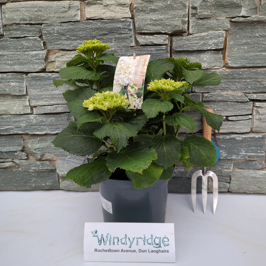 Hydrangea Macr. White  5 Ltr Pot - Shrubs - Windyridge Garden Centre