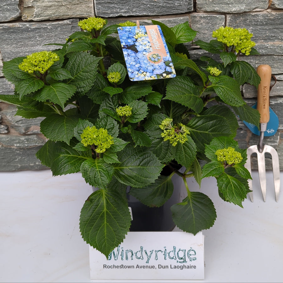 Hydrangea Macr. Blue 5 Ltr Pot - Shrubs - Windyridge Garden Centre