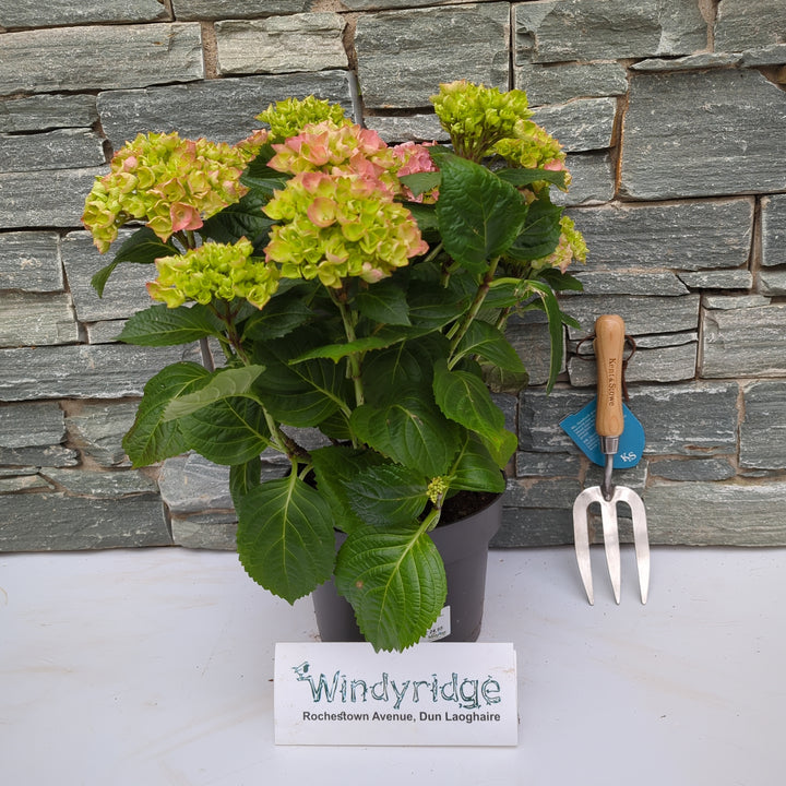 Hydrangea macr. Pink  P23, 7+ flower