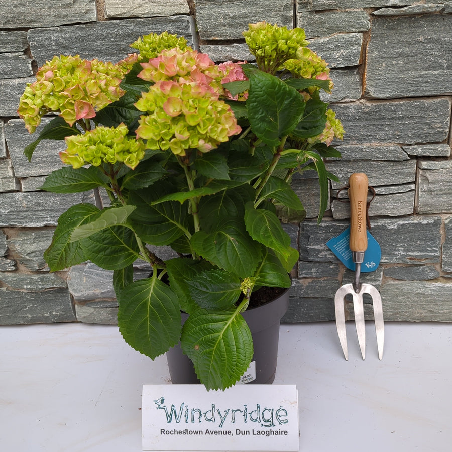 Hydrangea Macr. Pink  P23, 7+ Flower - Shrubs - Windyridge Garden Centre