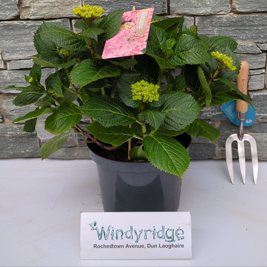 Hydrangea Macr. Pink 5 Ltr Pot - Shrubs - Windyridge Garden Centre